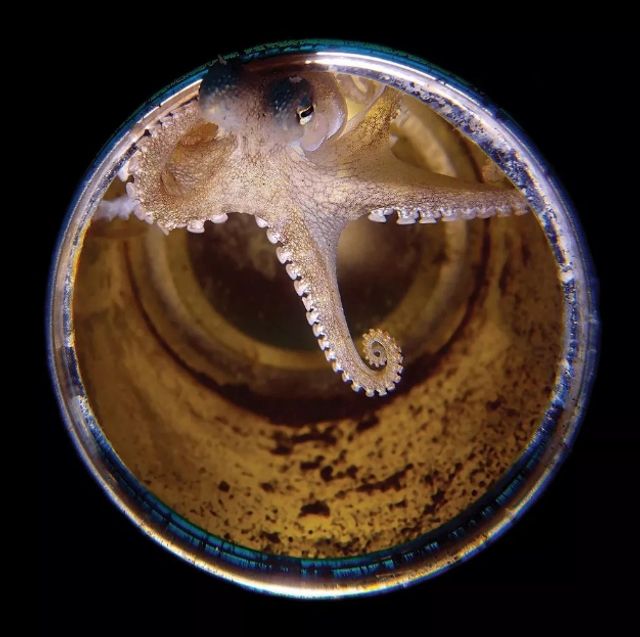 Найкращі фотографії, зроблені під водою - фото 269098