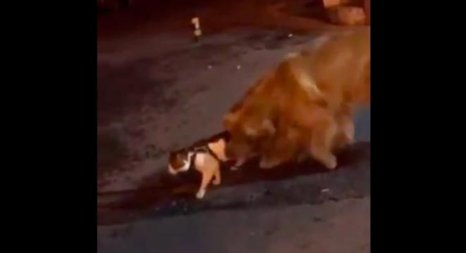 Супермен: пес врятував кота від бійки