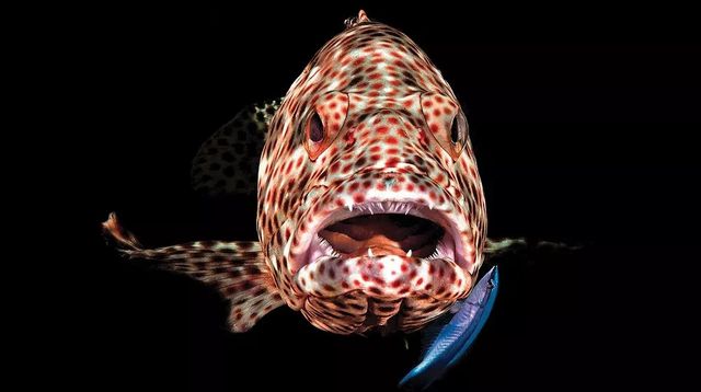 Найкращі фотографії, зроблені під водою - фото 269102