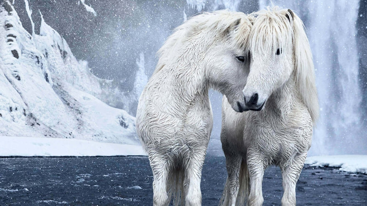 Дикі коні в Ісландії: вражаючі кадри - фото 1
