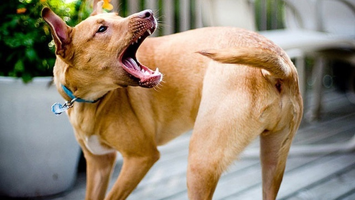 Чому собаки бігають за власним хвостом - фото 1