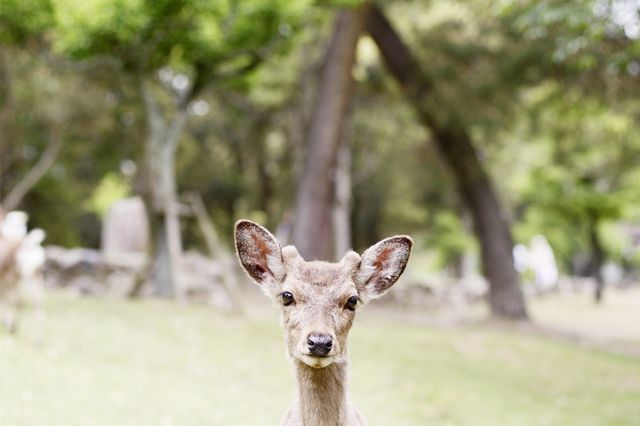 Життя в Японії у фотографіях Массімо Колонна - фото 270789