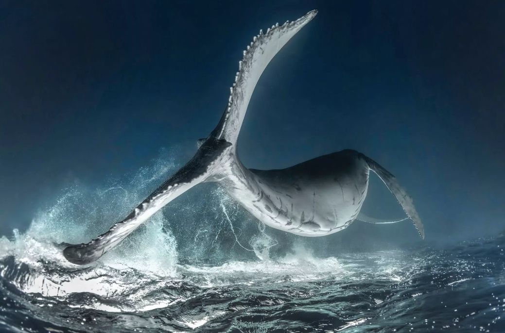 Переможець з-поміж підводних фото - фото 1