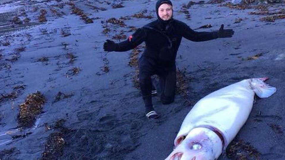 Це найбільші молюски в світі - фото 1