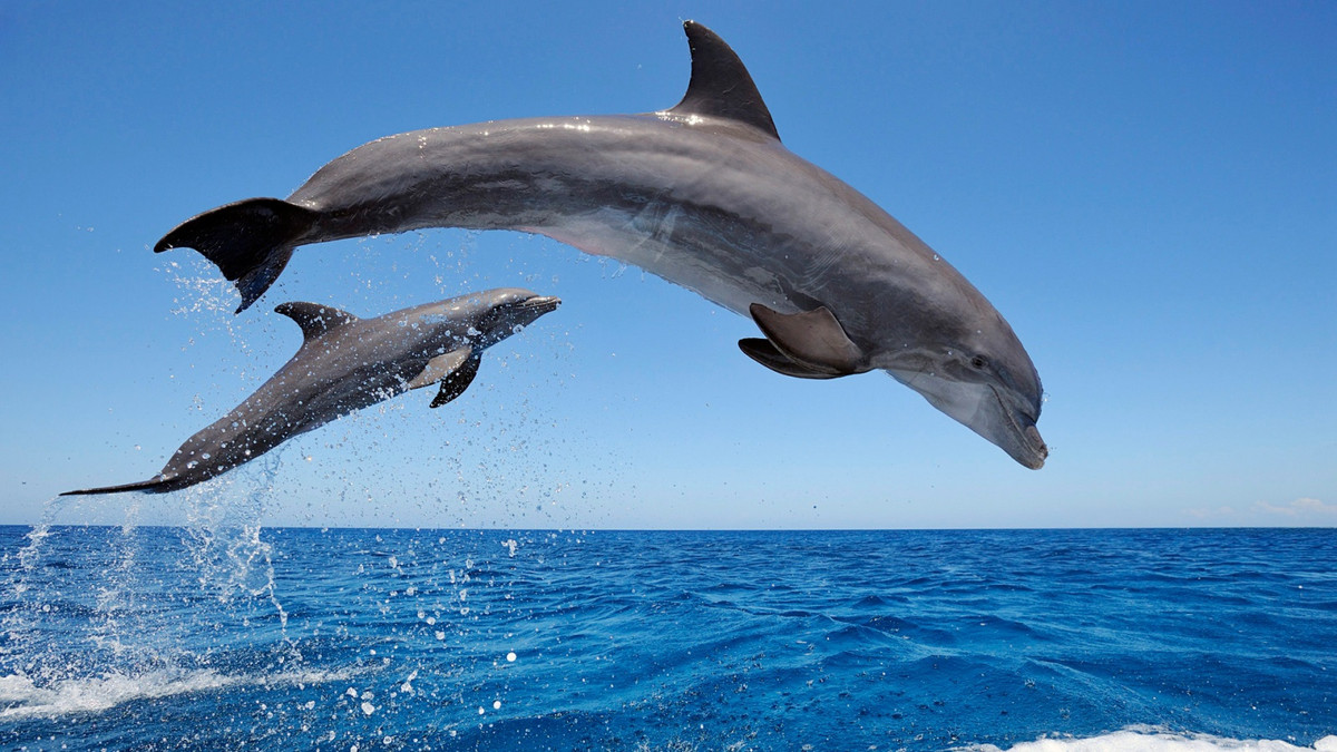 Безневинний дельфін може загрожувати плавцям - фото 1