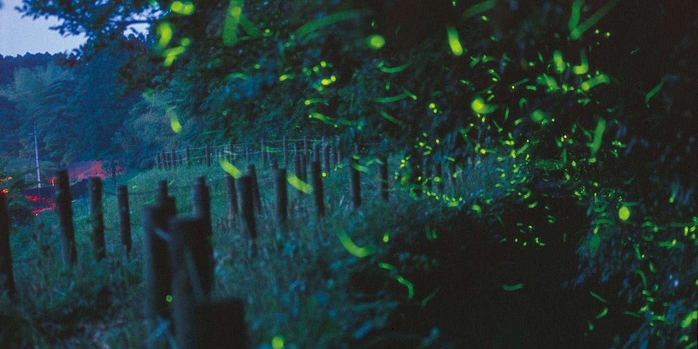 Світлячки сяють для того, щоб захиститися - фото 1