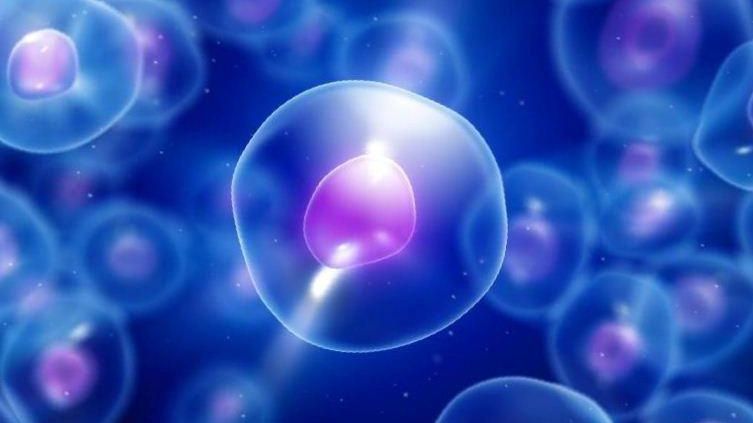 Біологи вперше виміряли швидкість смерті клітини: відеофакт