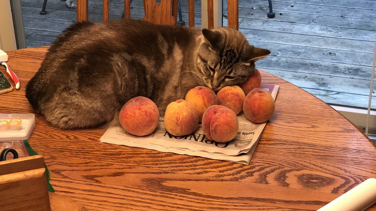 Користувачі висловили здивування незвичним уподобанням кота - фото 1