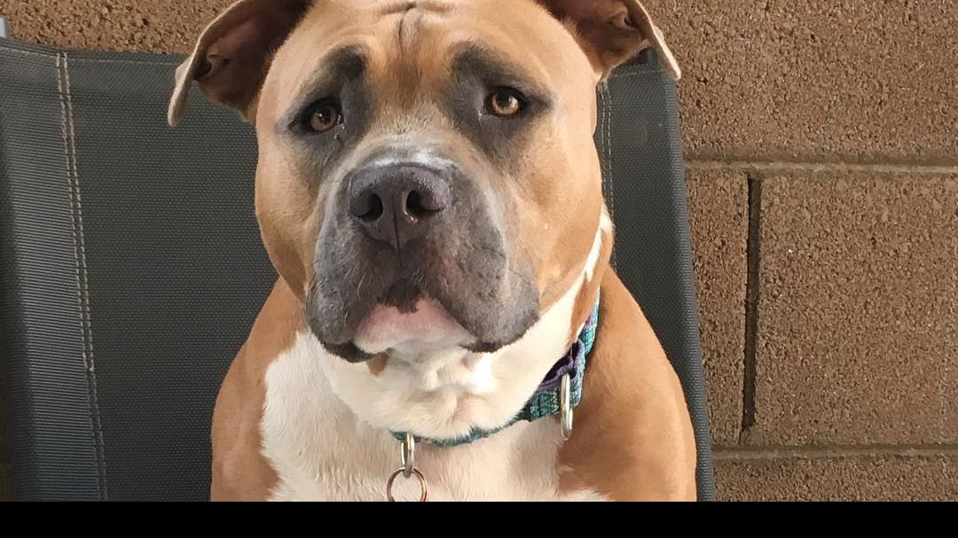 Як динозавр: собака підкорив мережу унікальним голосом