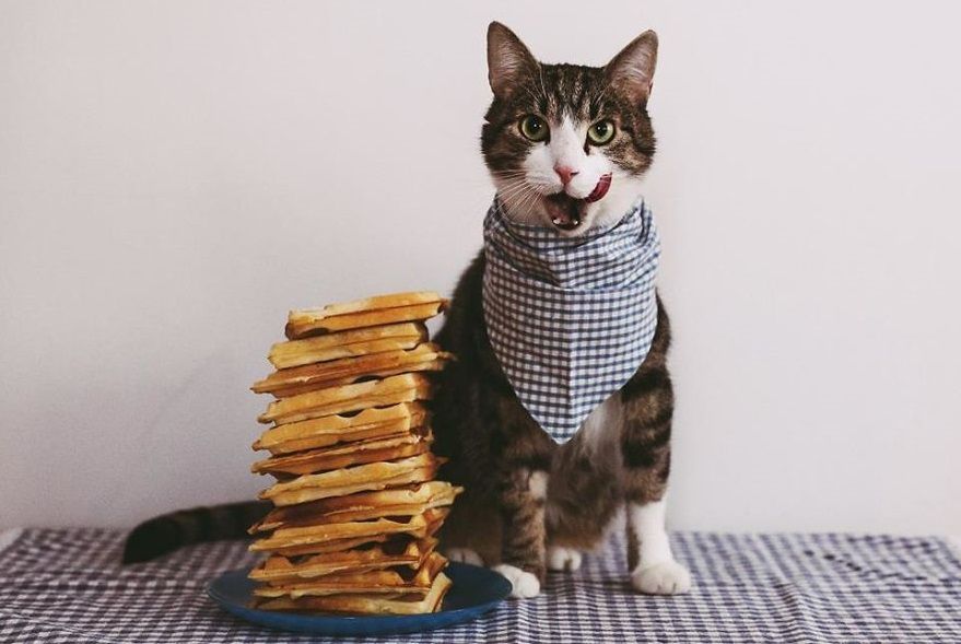 Харизматичні коти, які уміють все: яскраві фото