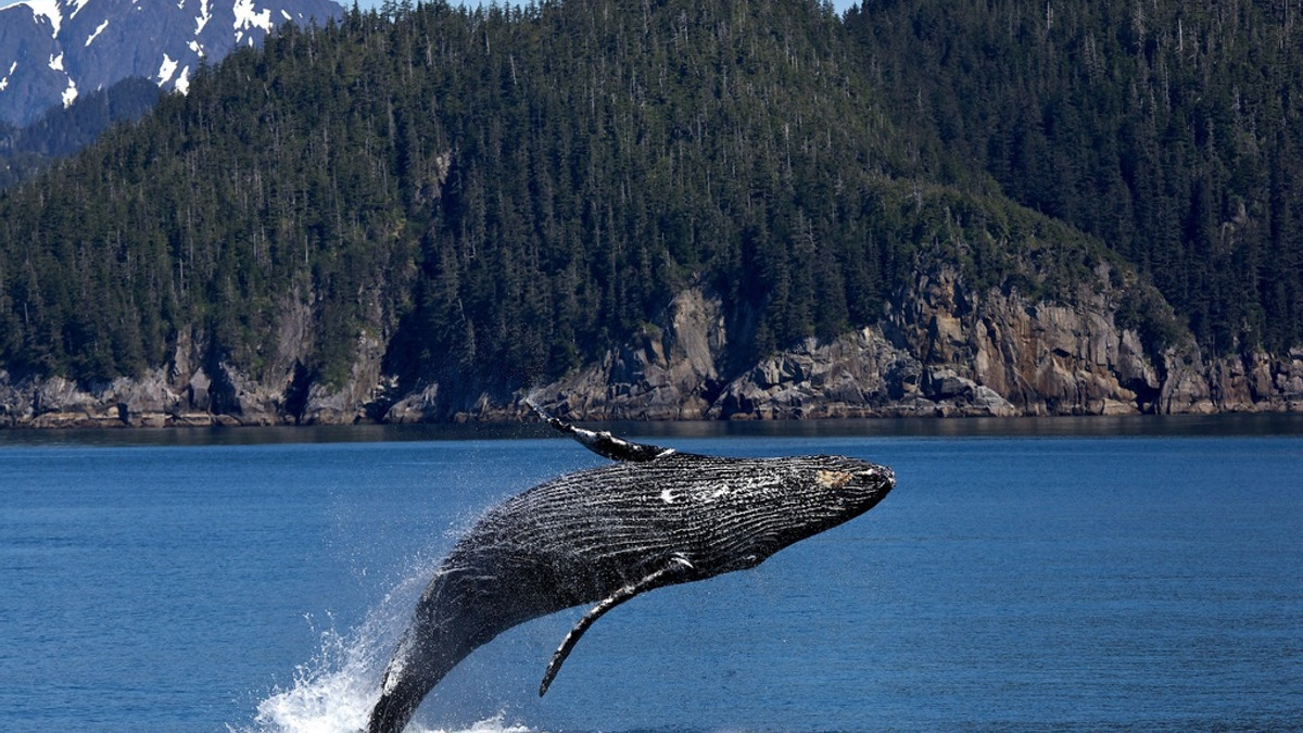Горбаті кити з'явились біля тераси будинку у Канаді - фото 1