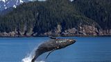 Горбаті кити прямісінько перед домом: вражаюче відео