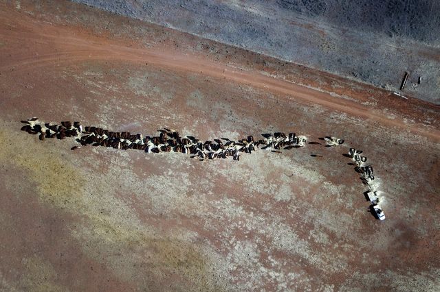 Посуха в Австралії вигнала тварин до людей - фото 271257