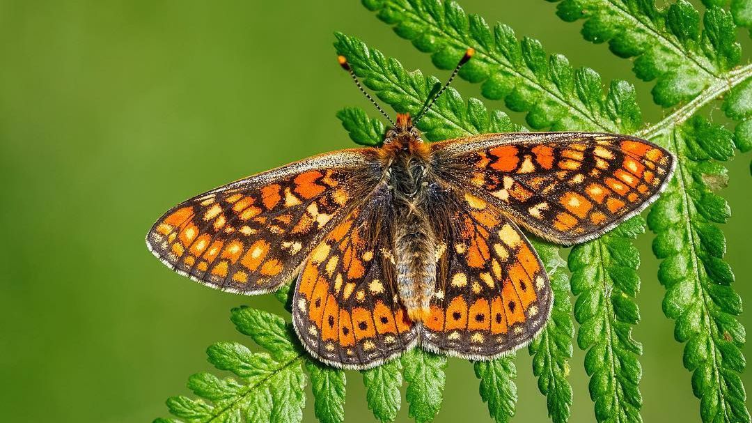 Угорський студент подорожує та фотографує рідкісних метеликів