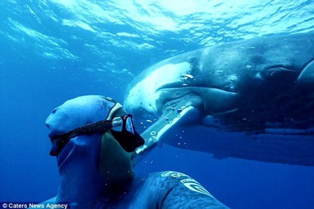 Видовищний ролик з горбатим китом захопив мережу - фото 270753