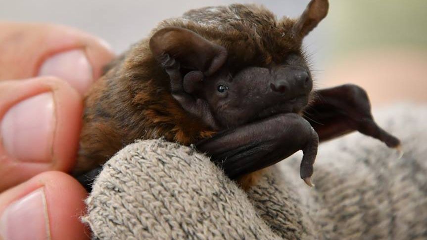 Кажани Чорнобиля - фото 1