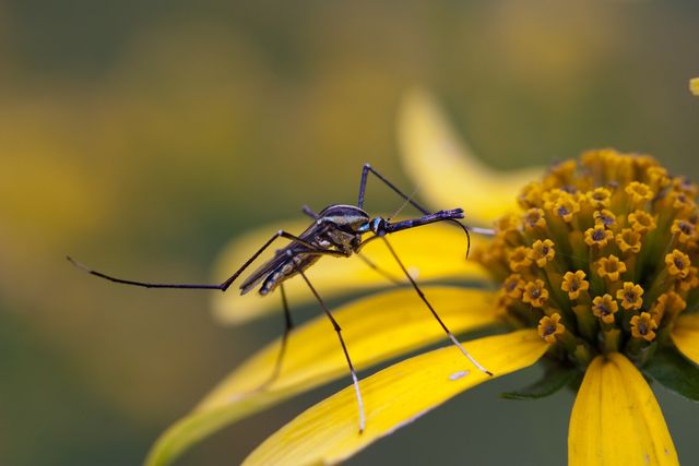 Причиною цього стала аномальна спека - фото 269505