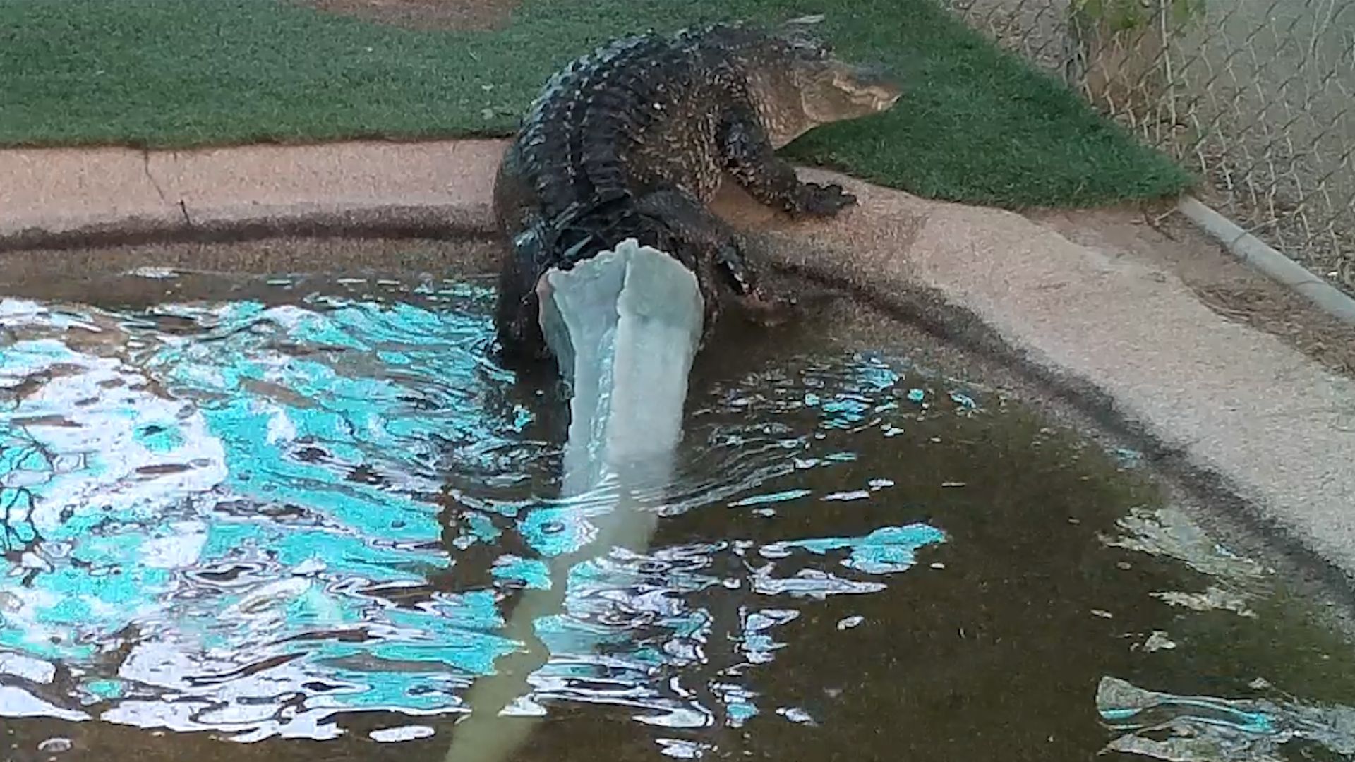 Алігатору надрукували хвіст на 3D-принтері