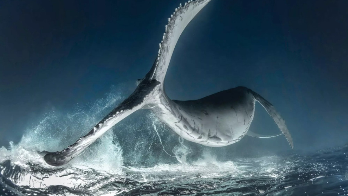 Гігантський кит - фото 1