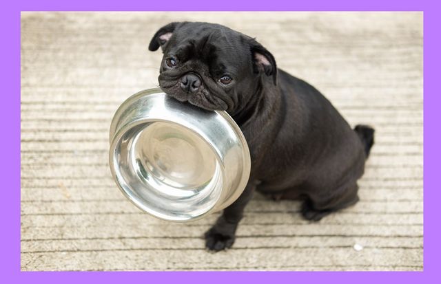 Ці собаки переплюнули самого кота зі Шрека- фото 268565