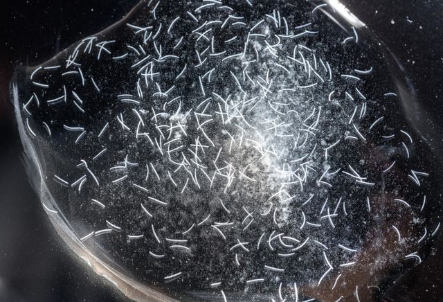 Одноклітинні червоподібні Spirostomum ambiguum - фото 269346