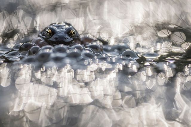 Найкращі макрофото квітів - фото 267133