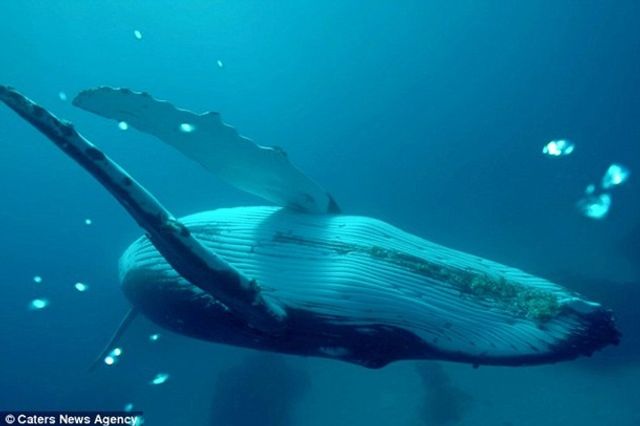 Видовищний ролик з горбатим китом захопив мережу- фото 270754