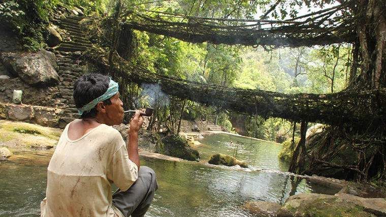 Як виглядають живі мости Індії