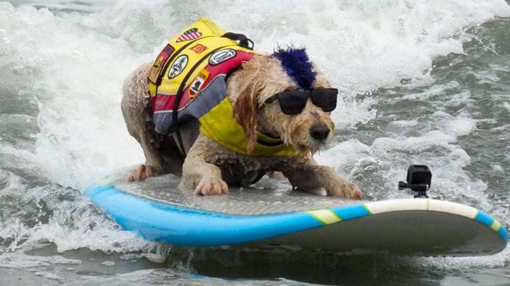 Собаки-серфери: у США пройшли незвичні змагання