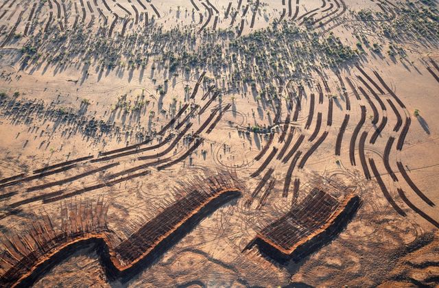 Посуха в Австралії вигнала тварин до людей - фото 271256