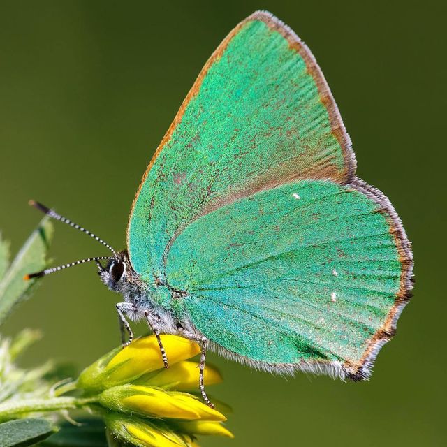 Угорський студент подорожує та фотографує рідкісних метеликів - фото 269497