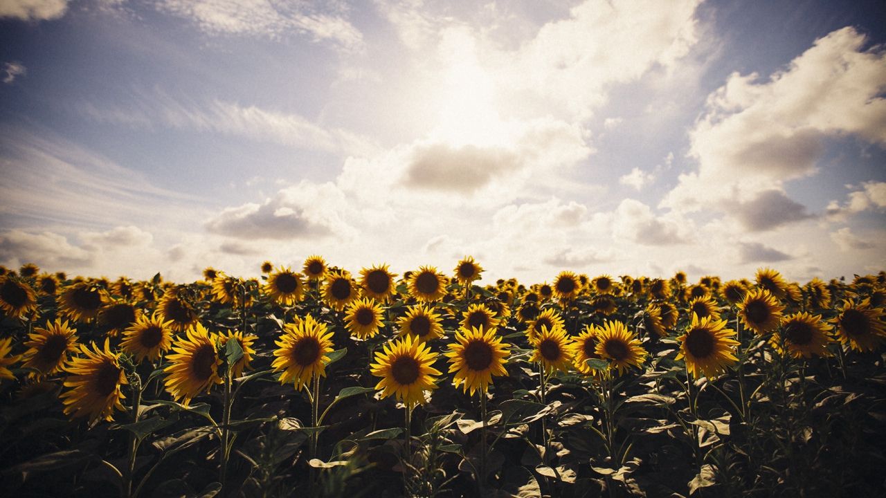 Погода в Україні: синоптики обіцяють сильну спеку