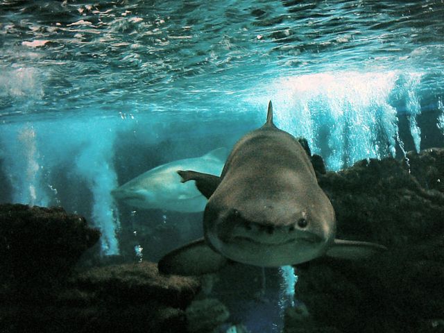 Названо найкращий у світі океанаріум- фото 273458