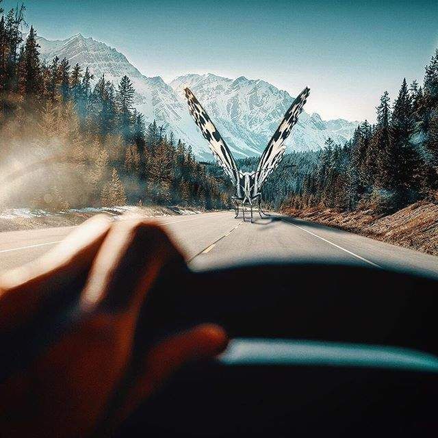 На цих дивовижних знімках світом правлять тварини