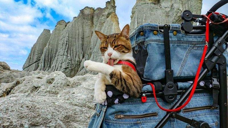 Кішки, здається, зовсім не проти подорожей - фото 1