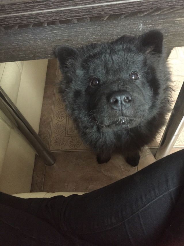 Ці собаки переплюнули самого кота зі Шрека - фото 268563