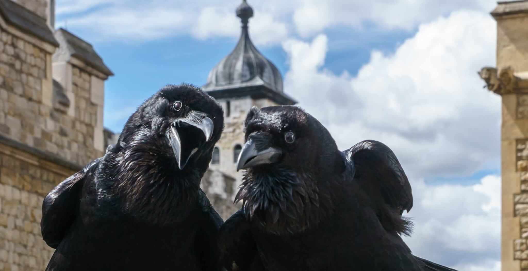 Ворони будуть прибирати парк у Франції - фото 1