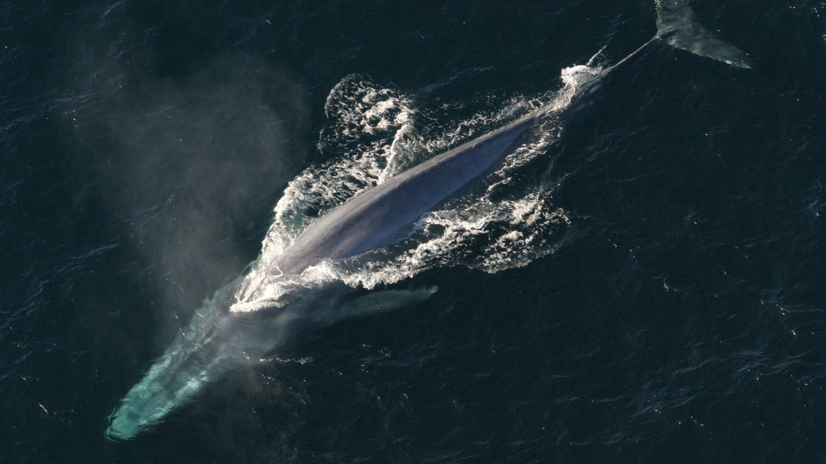 Відео з китами стало хітом мережі - фото 1