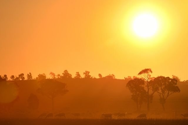 Посуха в Австралії вигнала тварин до людей - фото 271255