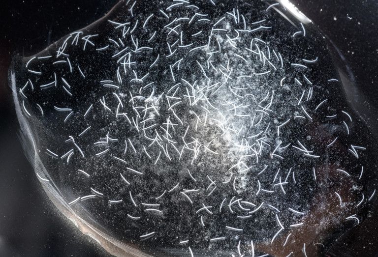 Найшвидша істота на планеті - фото 1