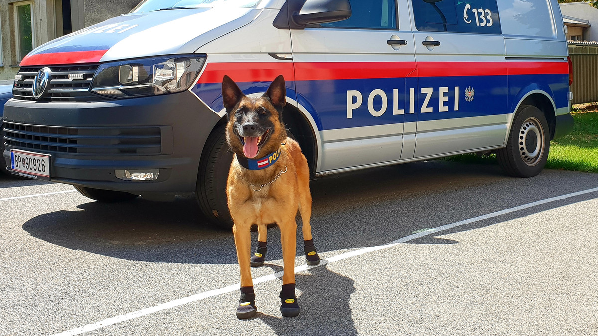Поліцейські собаки - фото 1