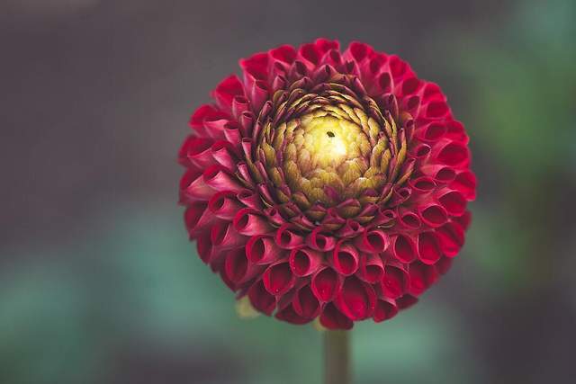 Квіти в об'єктиві Лізи Бріанд - фото 273545