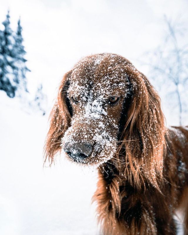 Норвежець з собакою мандрують світом - фото 278729