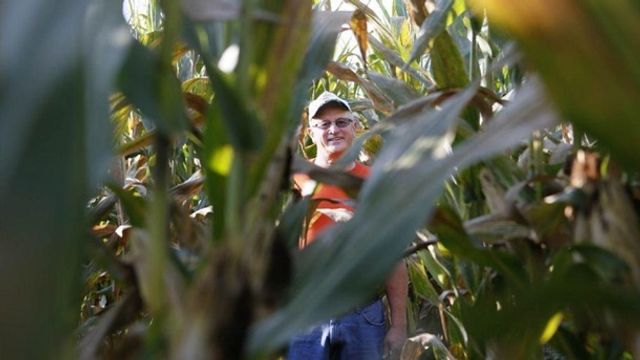 Чоловік створив інопланетний лабіринт з кукурудзи- фото 279210