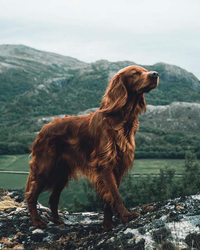 Норвежець з собакою мандрують світом - фото 278734