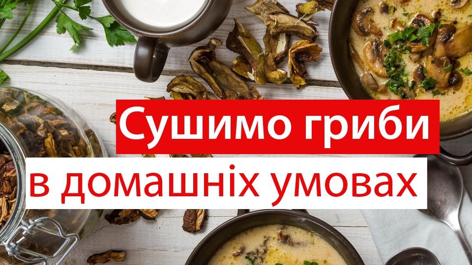 Як сушити гриби в домашніх умовах: поради та огляд електросушок