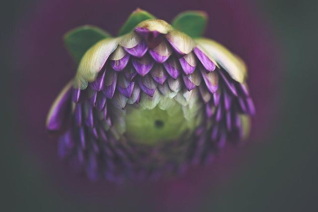 Квіти в об'єктиві Лізи Бріанд - фото 273548