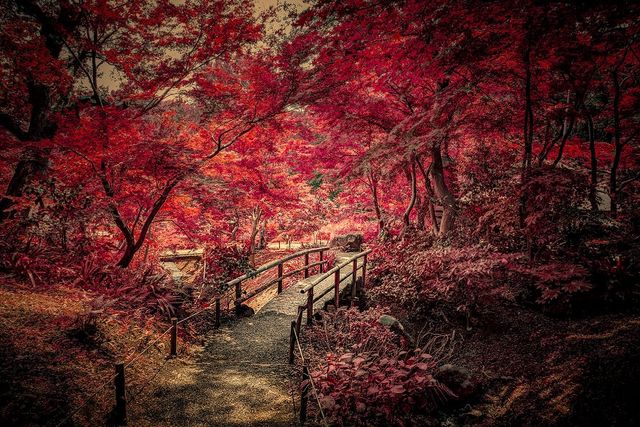 Мандрівка Японією в об'єктиві Ентоні Преслі - фото 275834