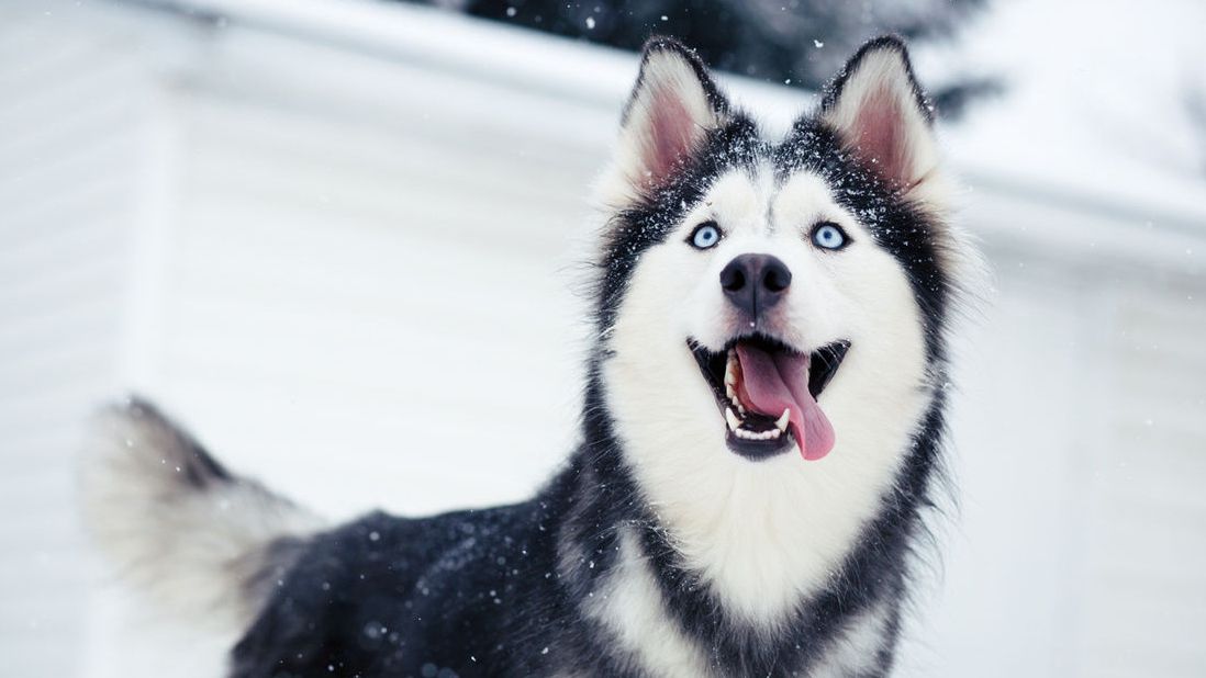 Кумедний хаскі вразив мережу - фото 1