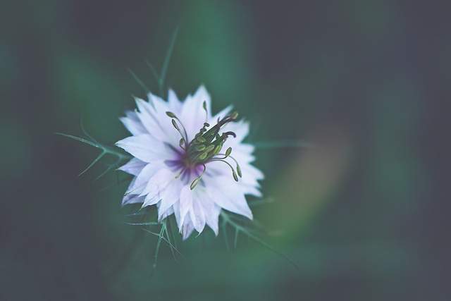 Квіти в об'єктиві Лізи Бріанд - фото 273556